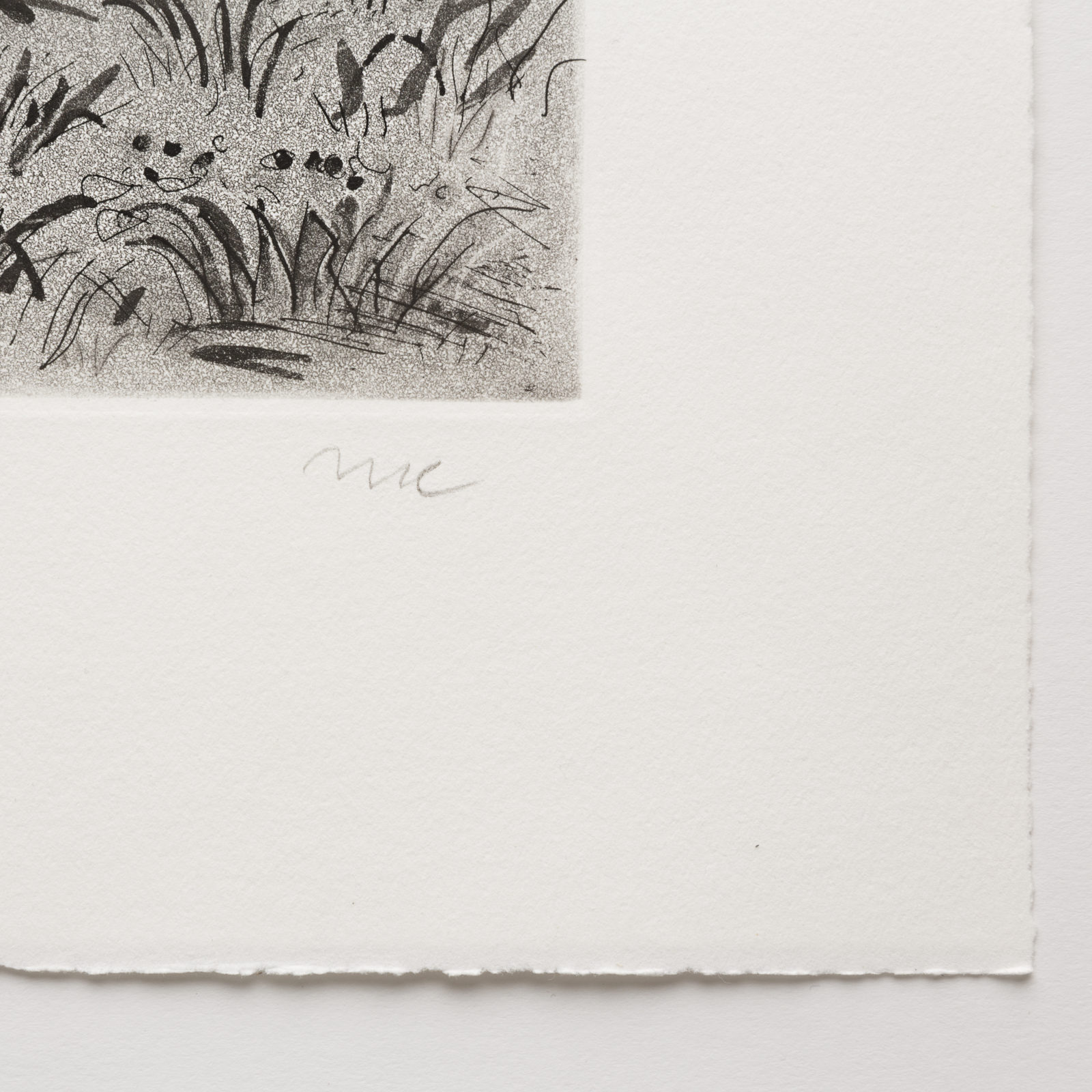 Barn Owl (aquatint)
