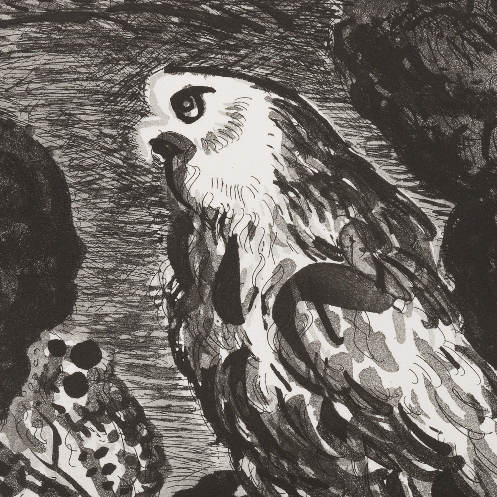 Buzzard (aquatint)